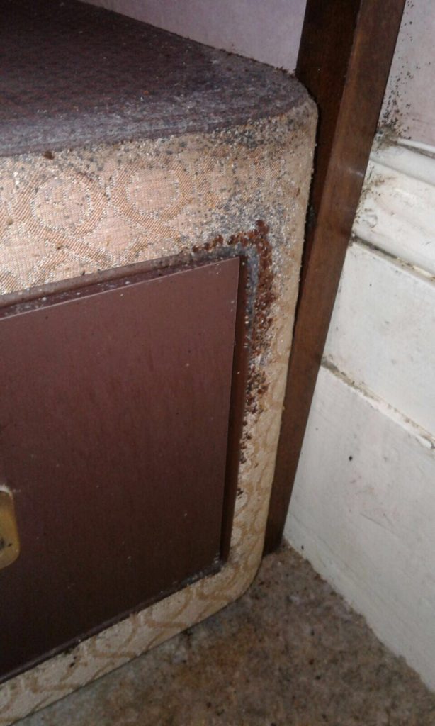 How About This For A Horrendous Bed Bug Infestation Pest Professionals 9382