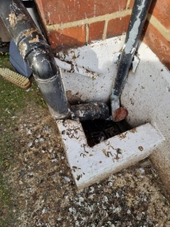 Pigeon fouling around drain